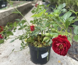 Trandafir acoperitor rosu inchis C3